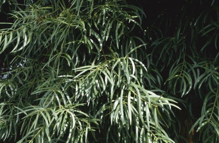 willow-leaf podocarp