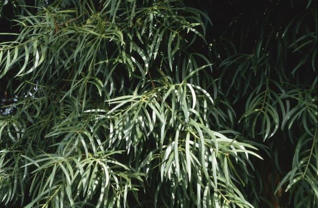 Willow-leaf podocarp