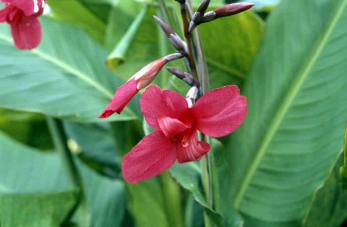 Ehemann's canna