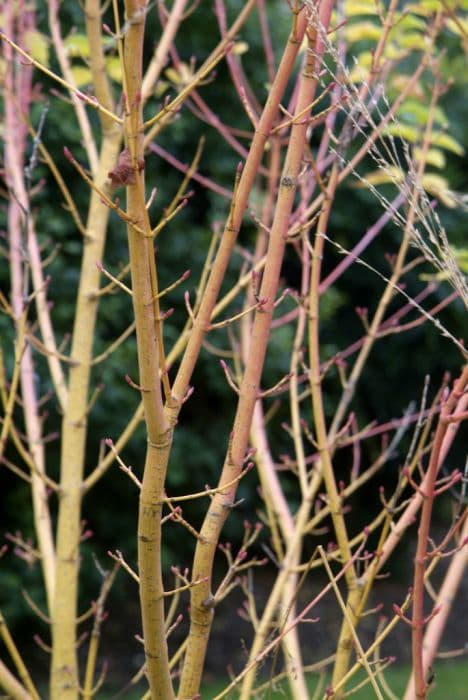 Grey snake-bark maple 'Erythrocladum'