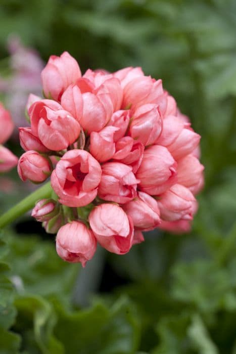 pelargonium 'Patricia Andrea'