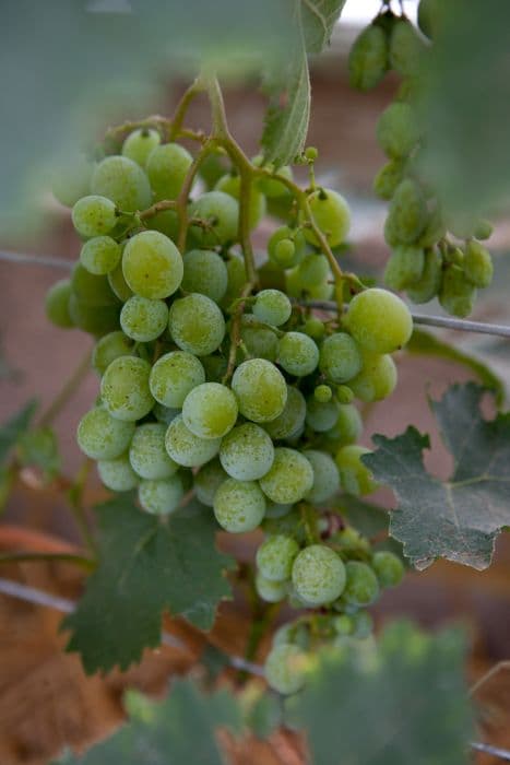 grape 'Muscat of Alexandria'