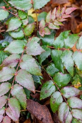 Oregon grape