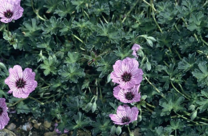 cranesbill 'Ballerina'