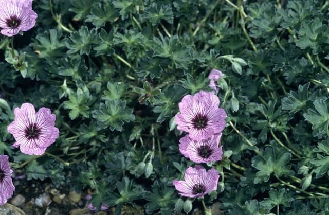 Cranesbill 'Ballerina'