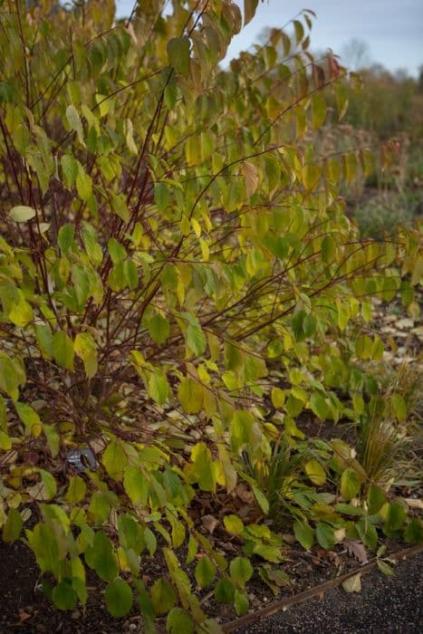 dogwood 'Blue Cloud'