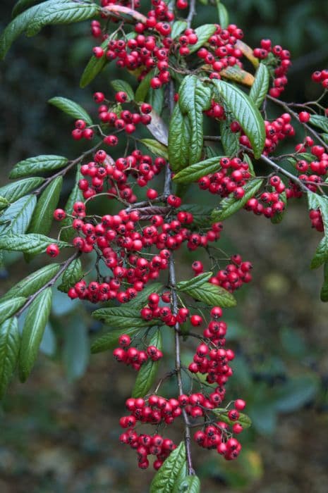 willow-leaved cotoneaster