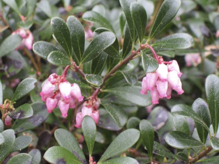 bearberry 'Vancouver Jade'