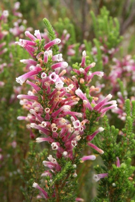 Prince of Wales heath