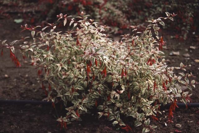 Variegated Magellan fuchsia