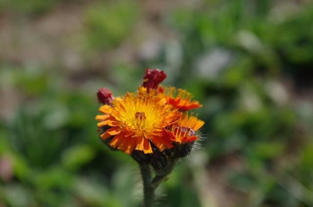 Fox and cubs