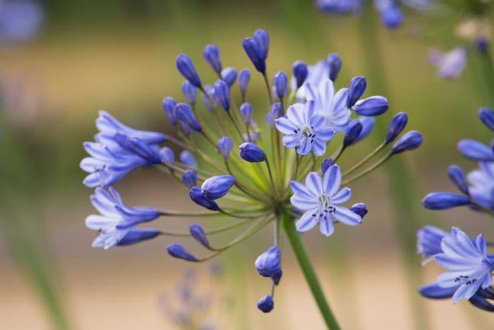 African lily 'Johanna'