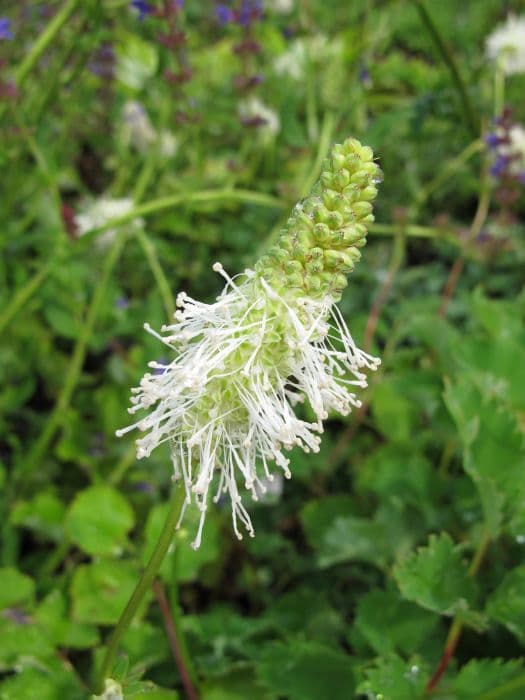 white-flowered burnet