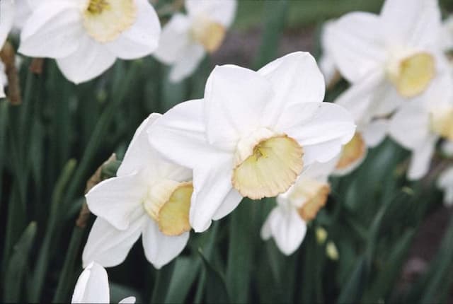 Daffodil 'High Society'