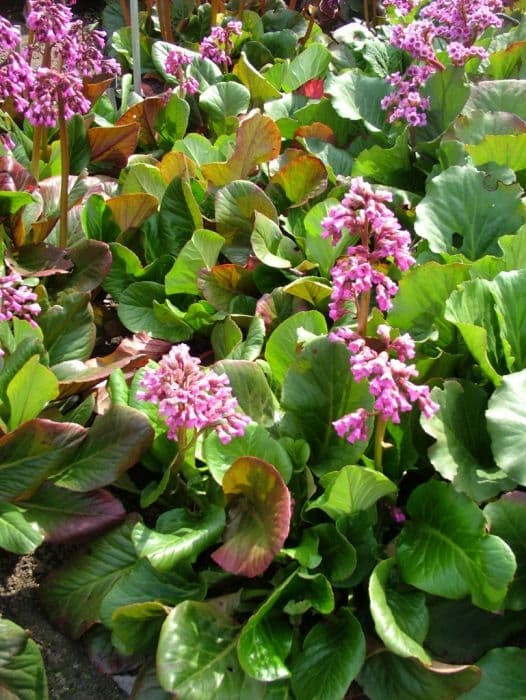 purple bergenia 'Irish Crimson'