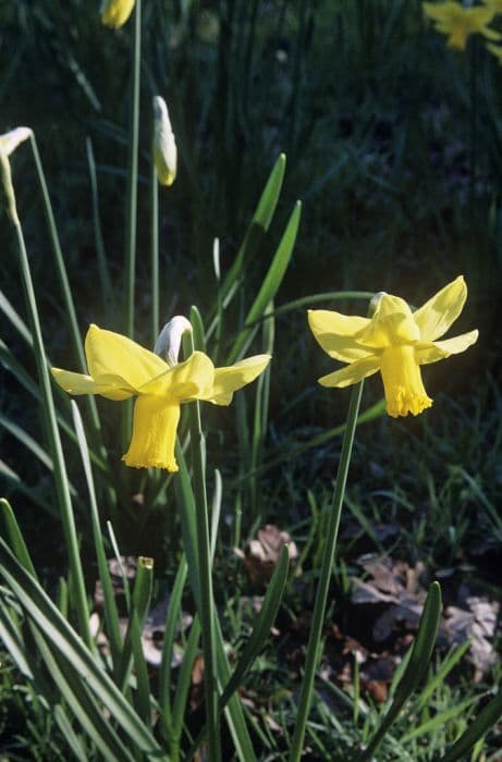 daffodil 'Larkwhistle'