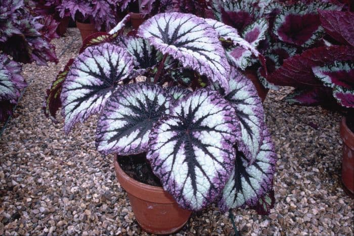 begonia 'Fireworks'