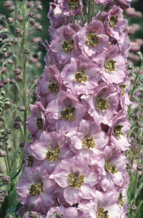 delphinium 'Rosemary Brock'