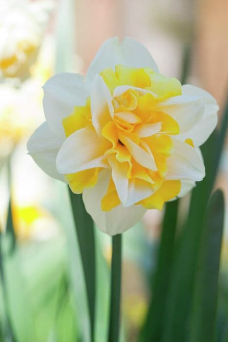 daffodil 'Alnwick Magic'