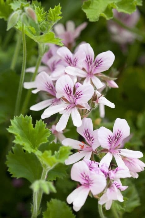 pelargonium 'Citronella'