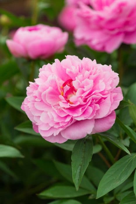 peony 'Doctor Alexander Fleming'