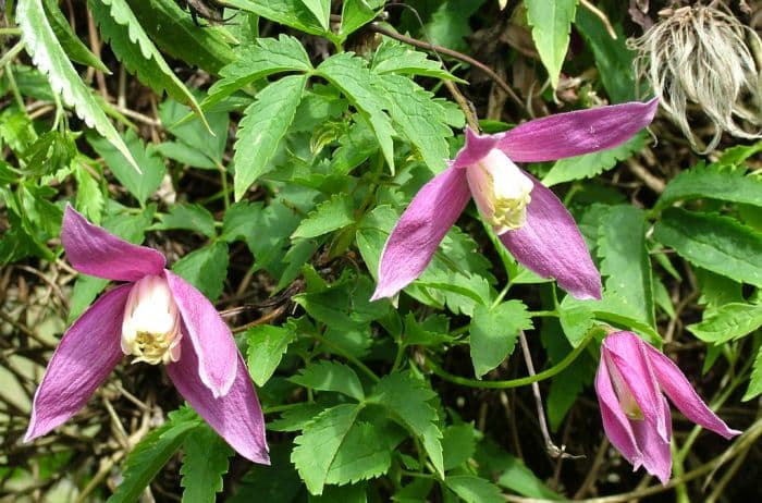 clematis 'Ruby'