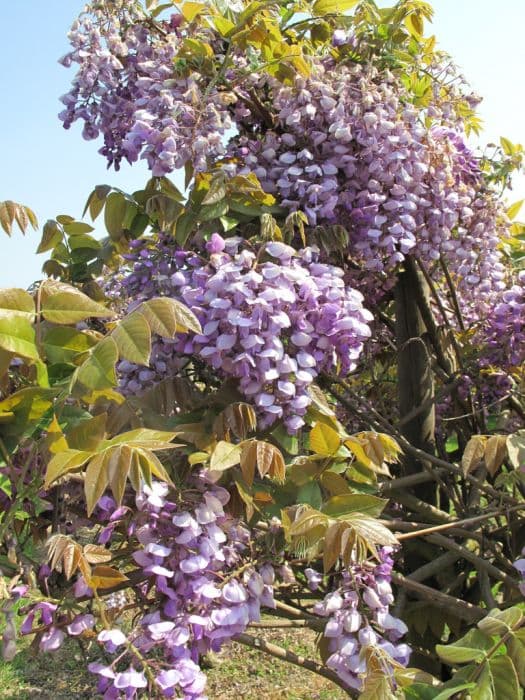 silky wisteria