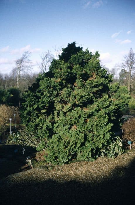 Hinoki cypress 'Nana Gracilis'