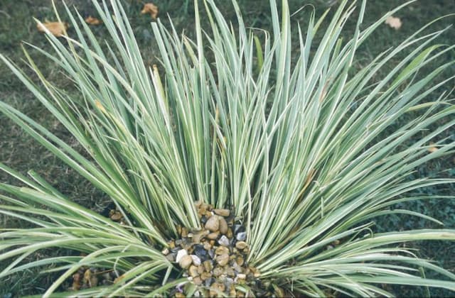 Variegated slender sweet flag