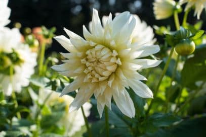 dahlia 'Fleurel'