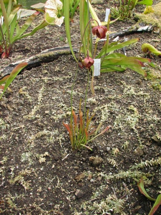 rusty-red pitcher plant