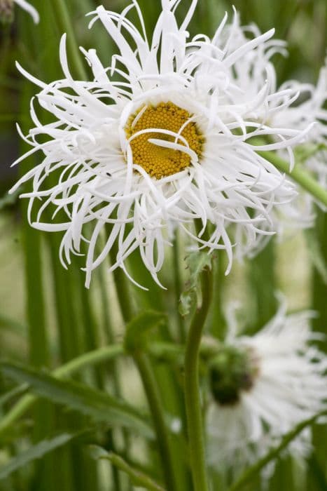 Shasta daisy 'Beauté Nivelloise'