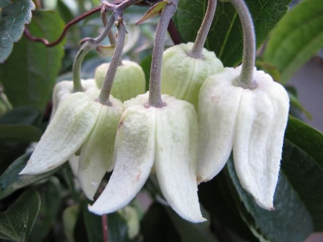 Clematis 'Winter Beauty'