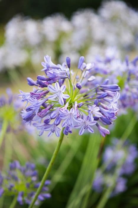 African lily 'Leanne'