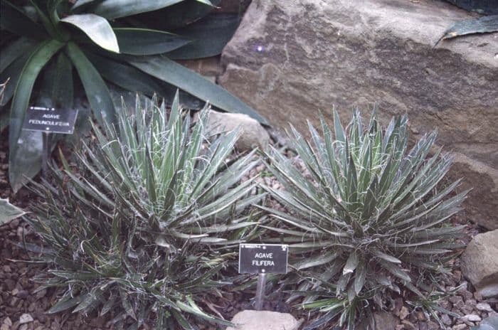 thread agave