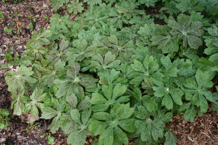 Himalayan may apple