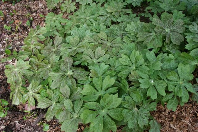 Himalayan may apple