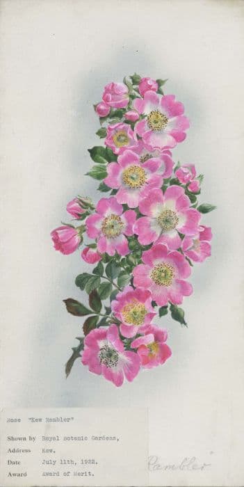 Rose 'Kew Rambler'