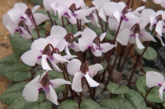 alpine cyclamen