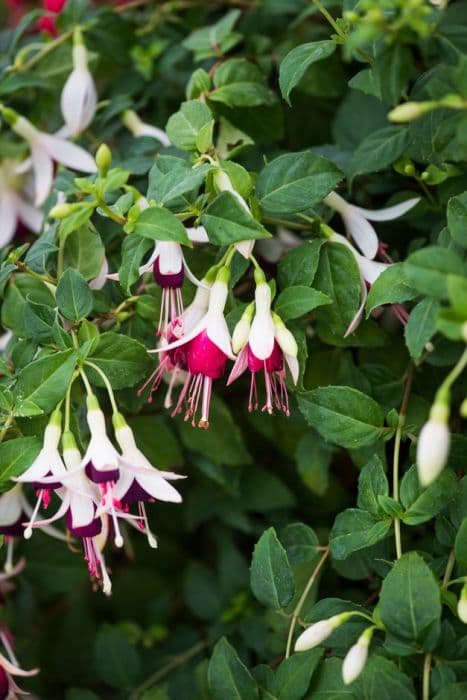 fuchsia 'Hermiena'