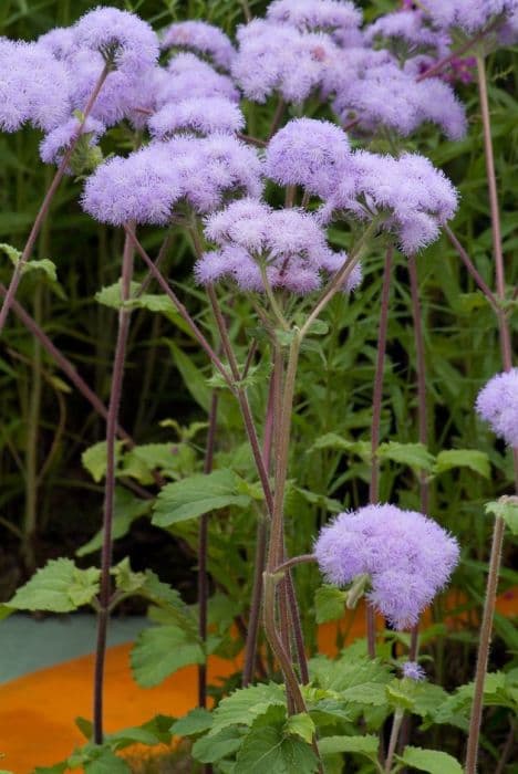 petiolate ageratum