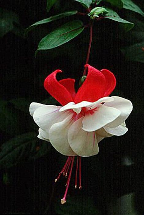 fuchsia 'Ballet Girl'