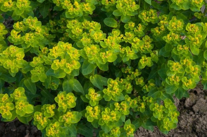 cushion spurge