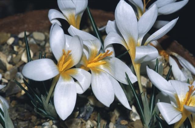 Sieber's crocus 'Bowles's White'