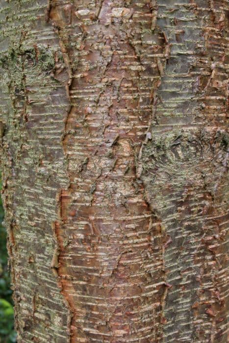 Japanese cherry birch