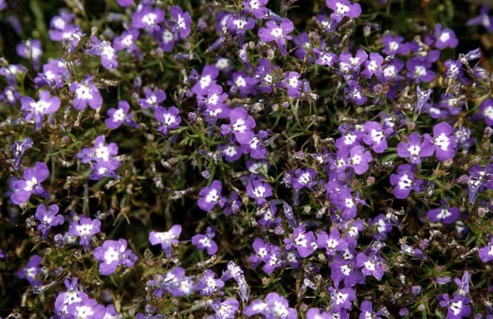 trailing lobelia 'Riviera Blue Eyes'