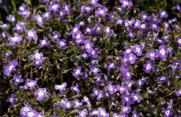 trailing lobelia 'Riviera Blue Eyes'