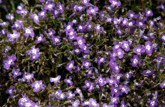 Trailing lobelia 'Riviera Blue Eyes'