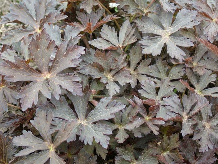 spotted cranesbill 'Elizabeth Ann'