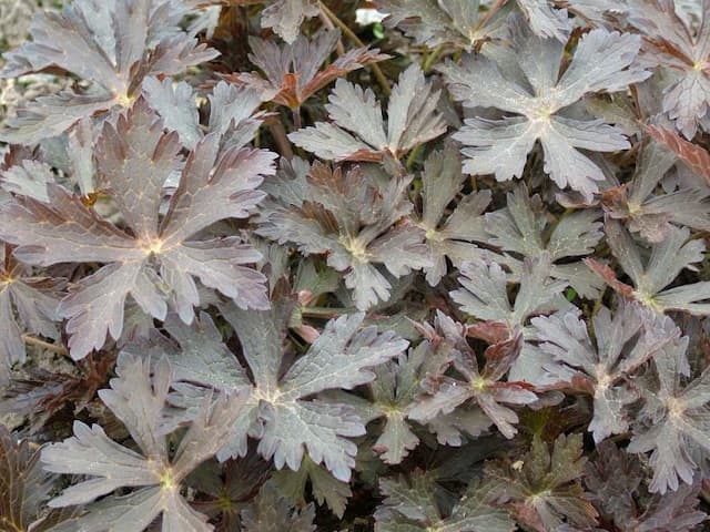 Spotted cranesbill 'Elizabeth Ann'